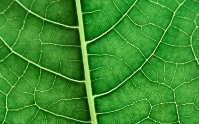 Biochar enables more environmentally friendly steelmaking